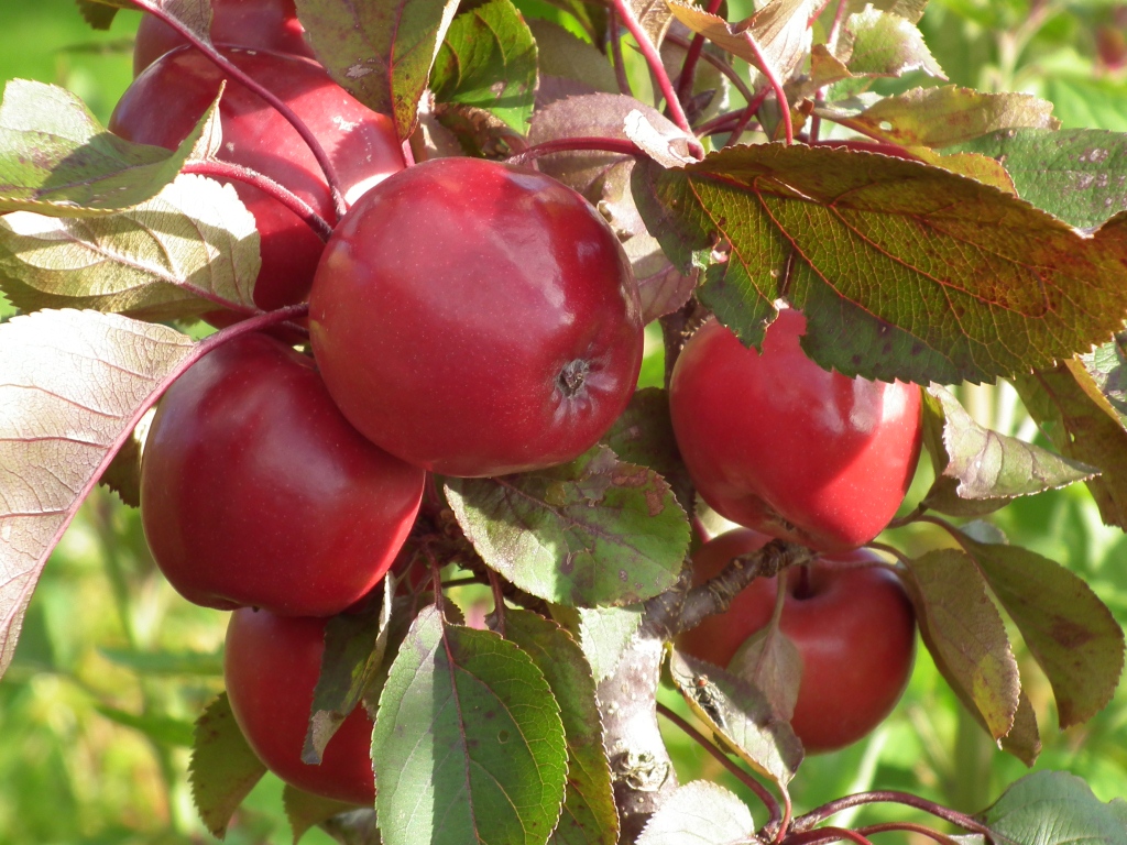 appels